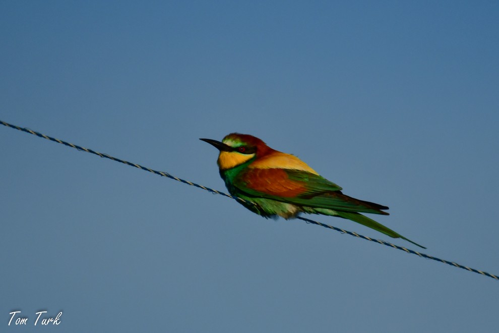 European Bee-eater - ML619982173