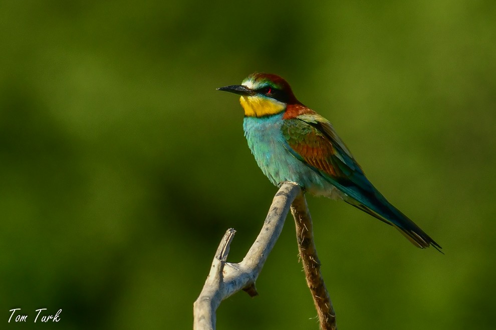 European Bee-eater - ML619982174