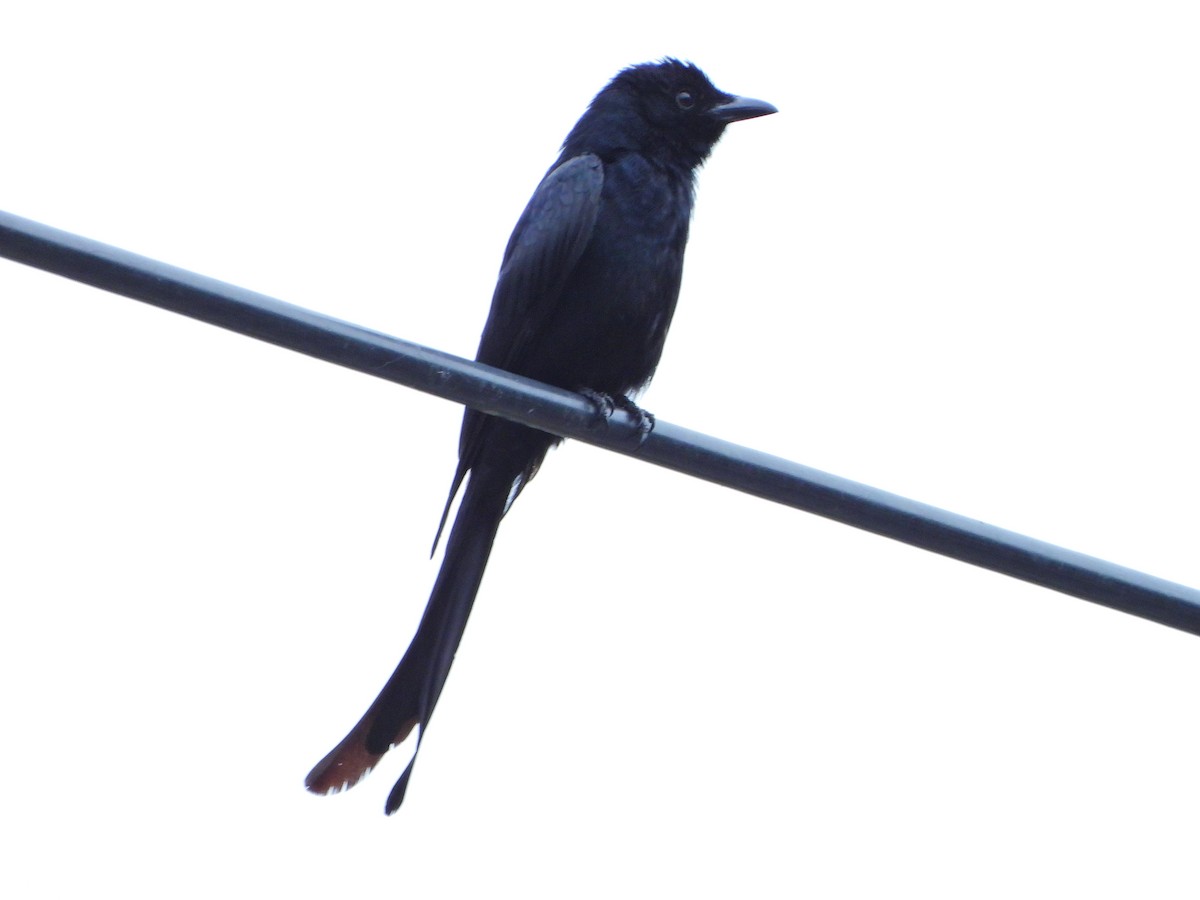 Black Drongo - ML619982176