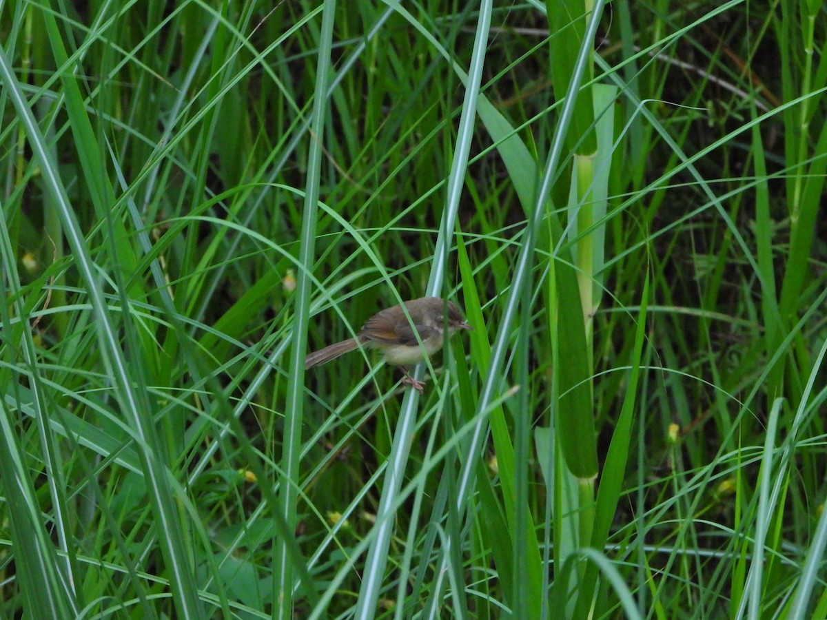 Plain Prinia - ML619982208