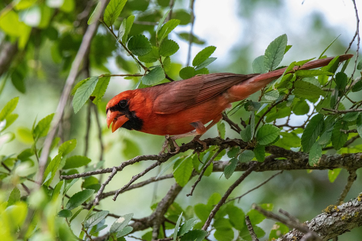 Cardinal rouge - ML619982224