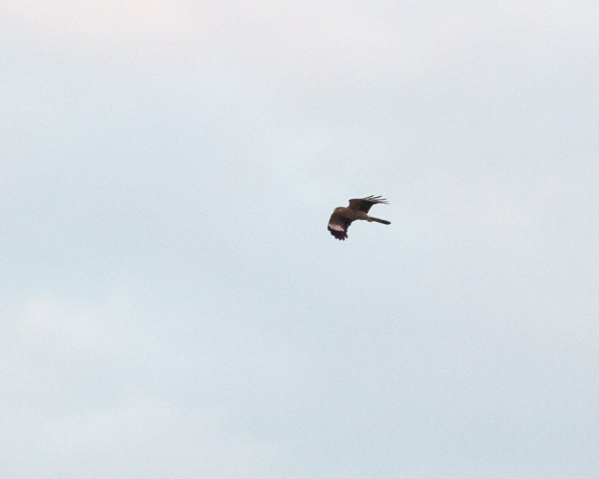 Yellow-headed Caracara - ML619982225