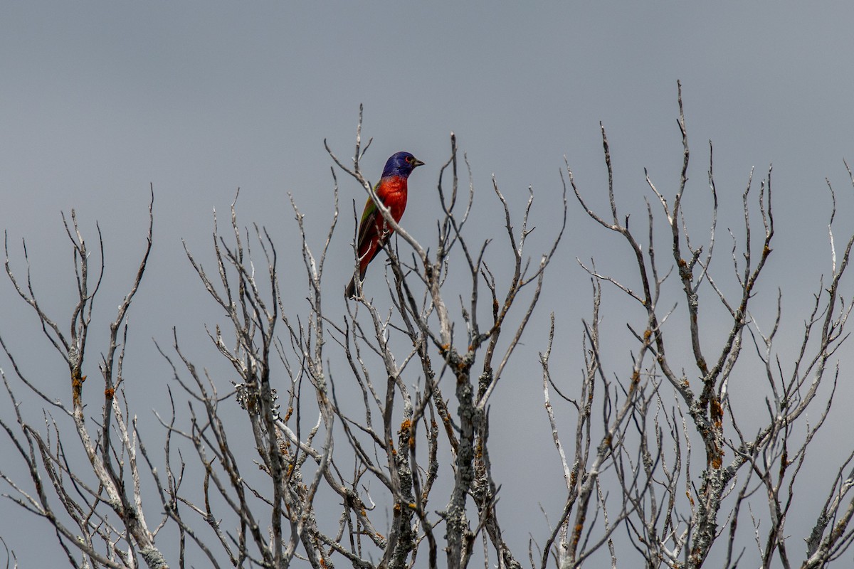 Painted Bunting - ML619982234