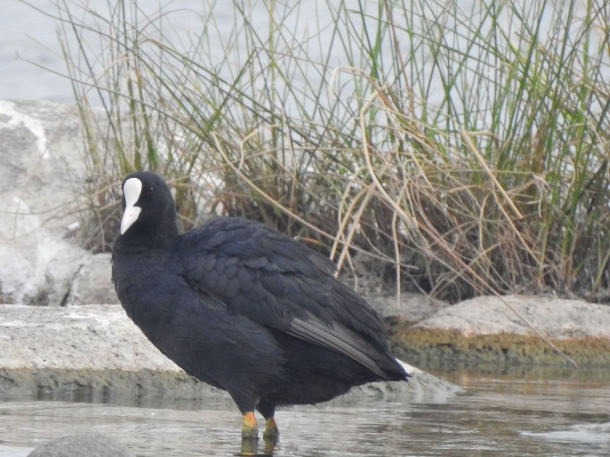 Eurasian Coot - ML619982238