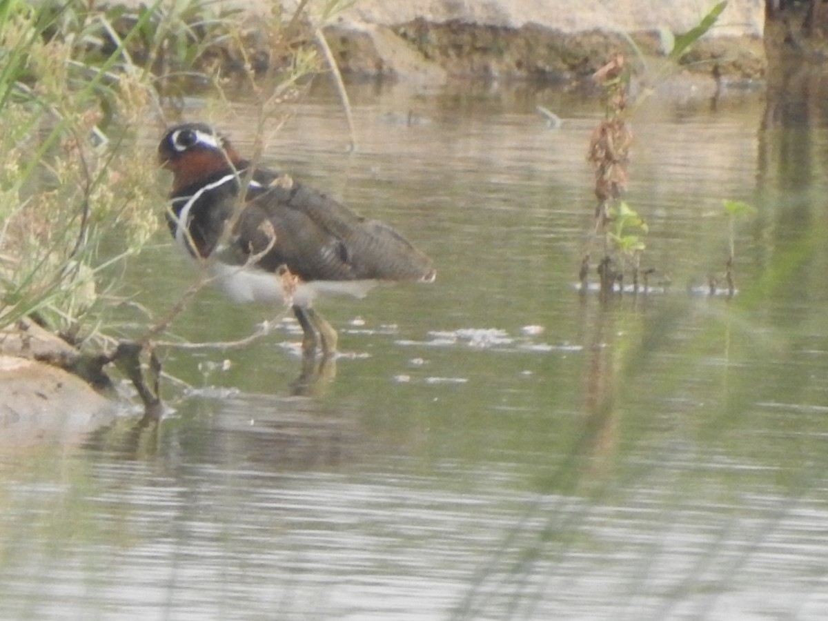 Greater Painted-Snipe - ML619982248