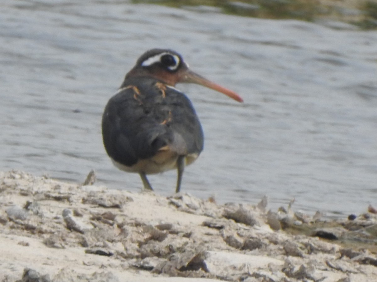 Greater Painted-Snipe - ML619982249