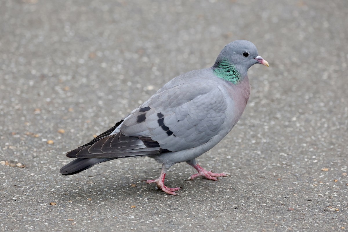 Pigeon colombin - ML619982261