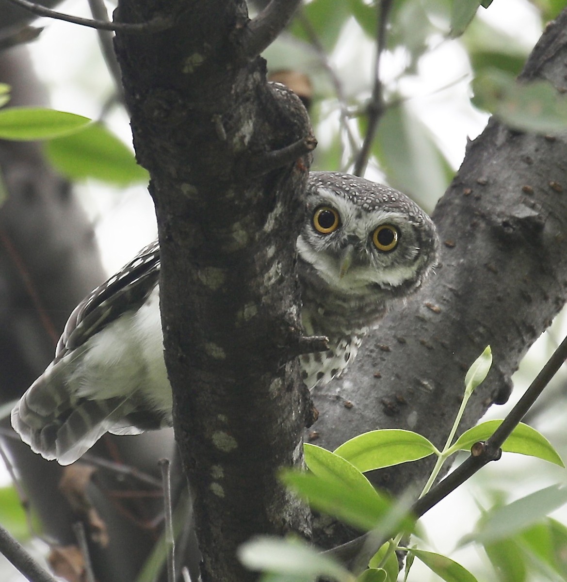 Spotted Owlet - ML619982262
