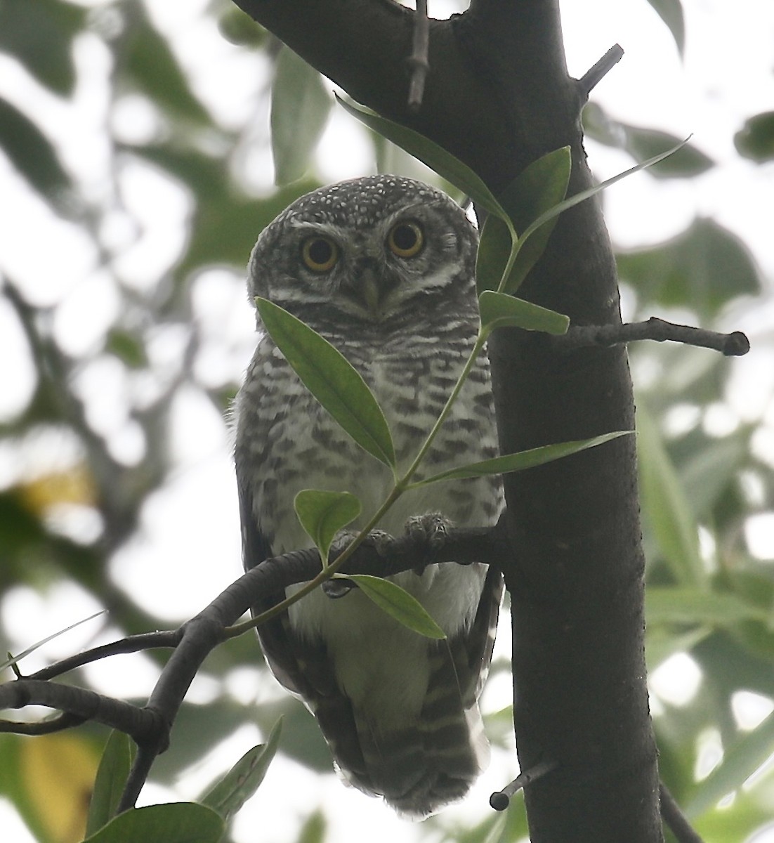 Spotted Owlet - ML619982263