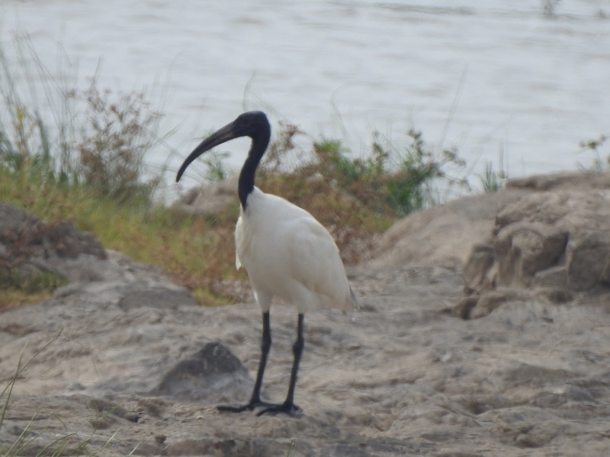 Ibis à tête noire - ML619982264