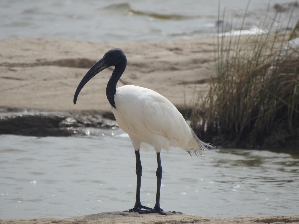 Ibis à tête noire - ML619982265