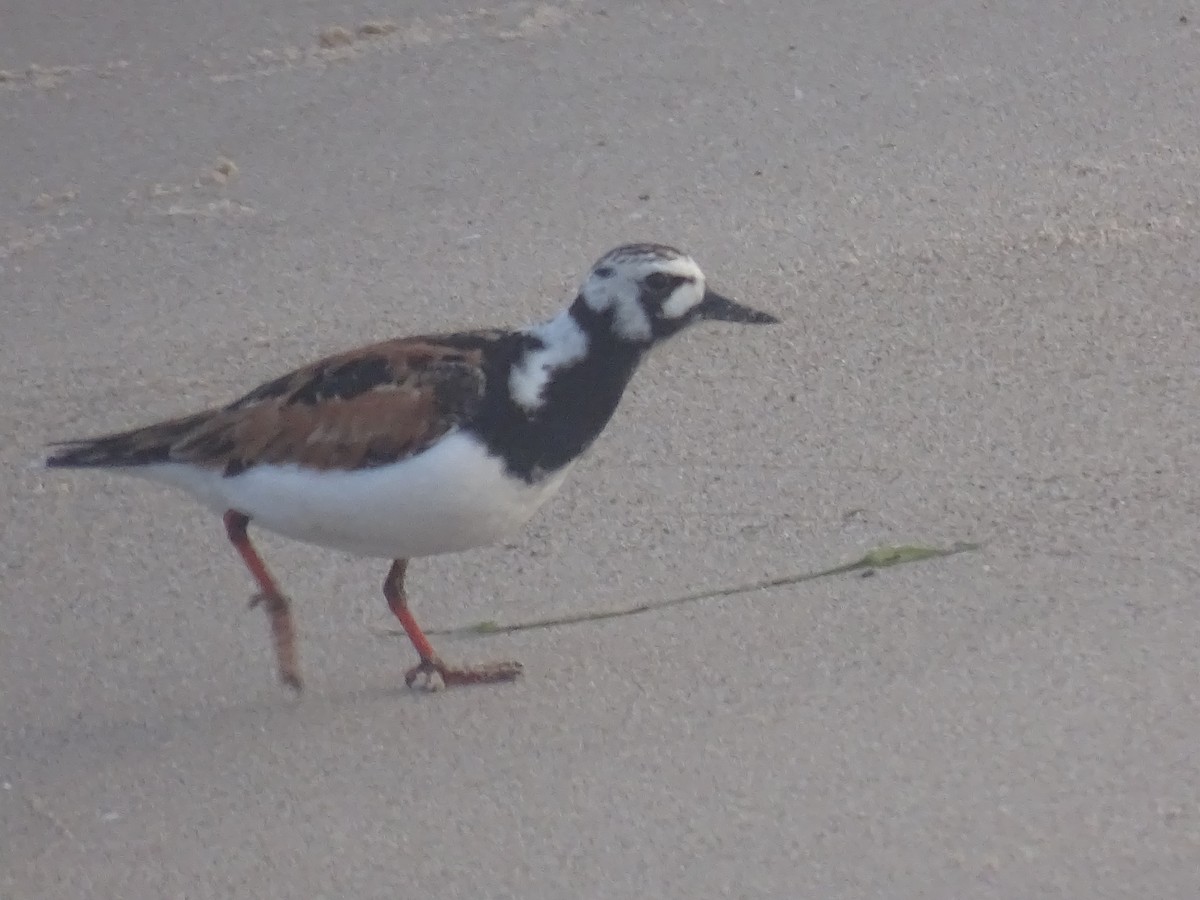 Ruddy Turnstone - ML619982271