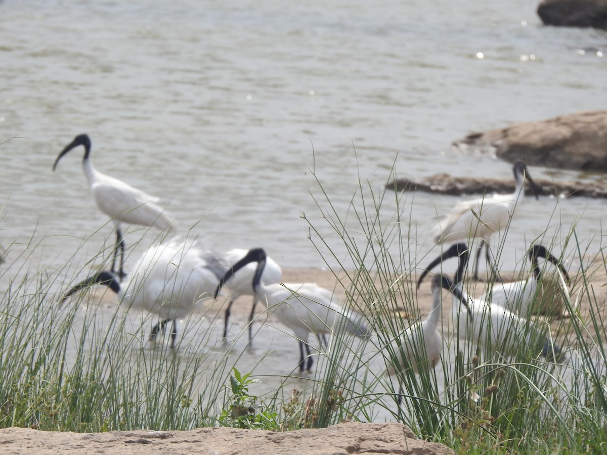 Black-headed Ibis - ML619982272