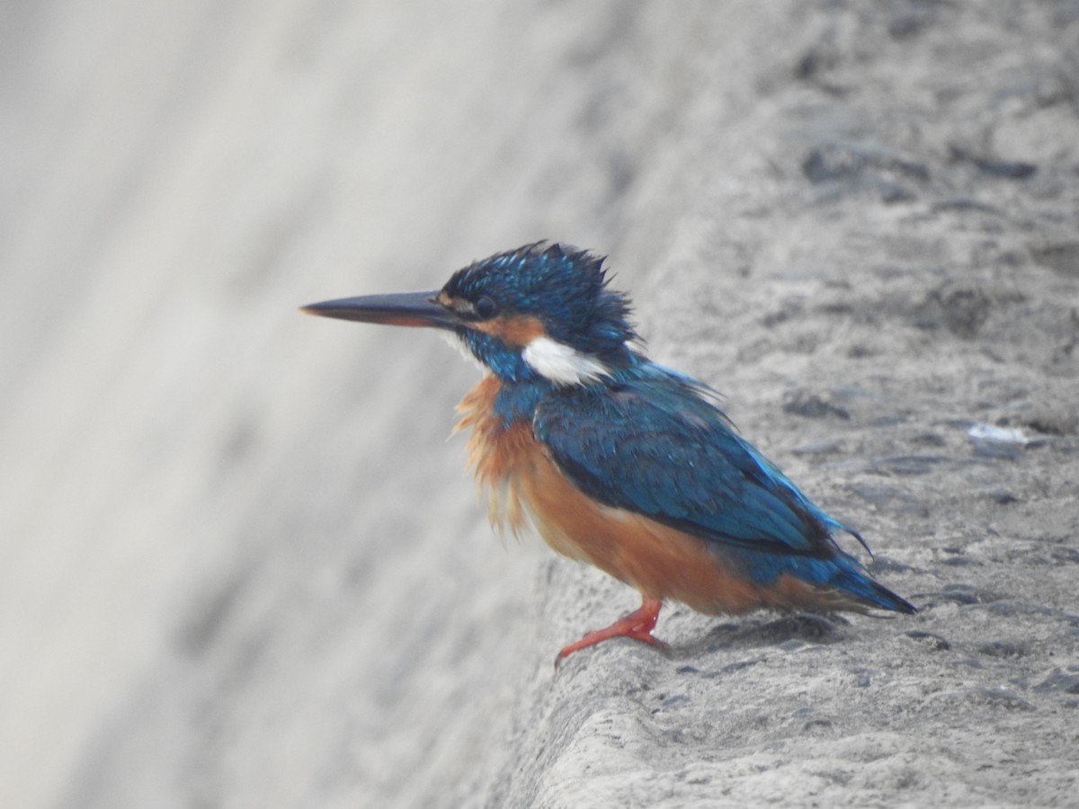 Common Kingfisher - ML619982282