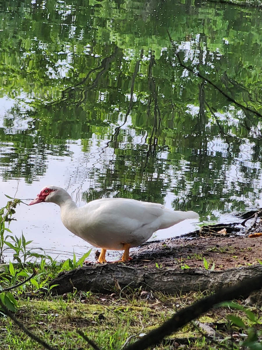 Muscovy Duck (Domestic type) - ML619982286