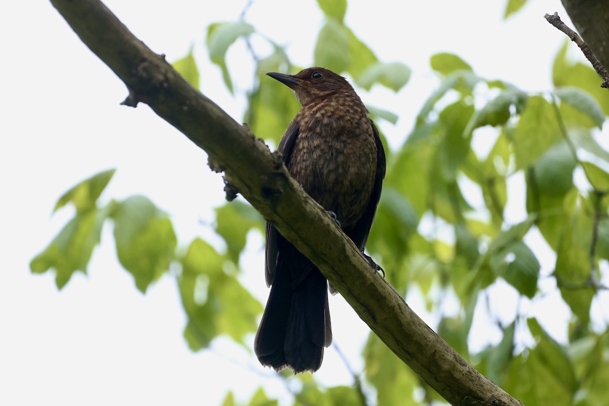 Eurasian Blackbird - ML619982294