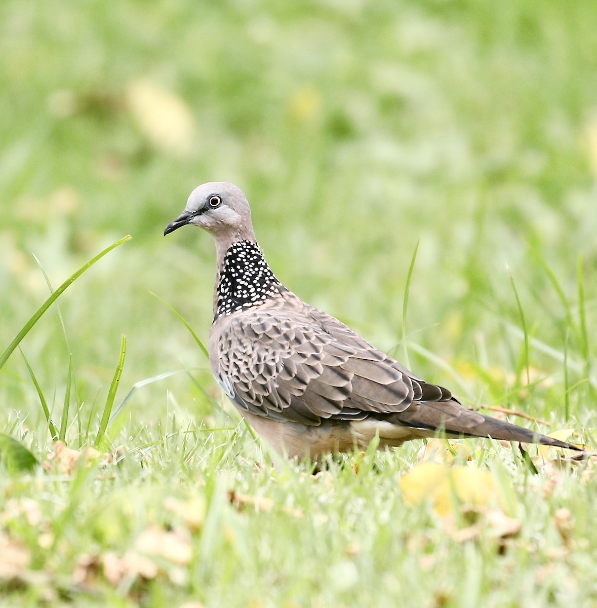 Spotted Dove - ML619982305