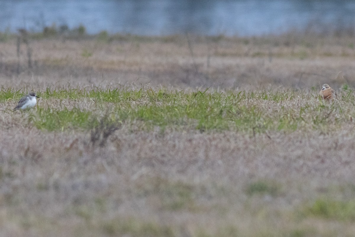 Red-breasted Dotterel - Max  Chalfin-Jacobs