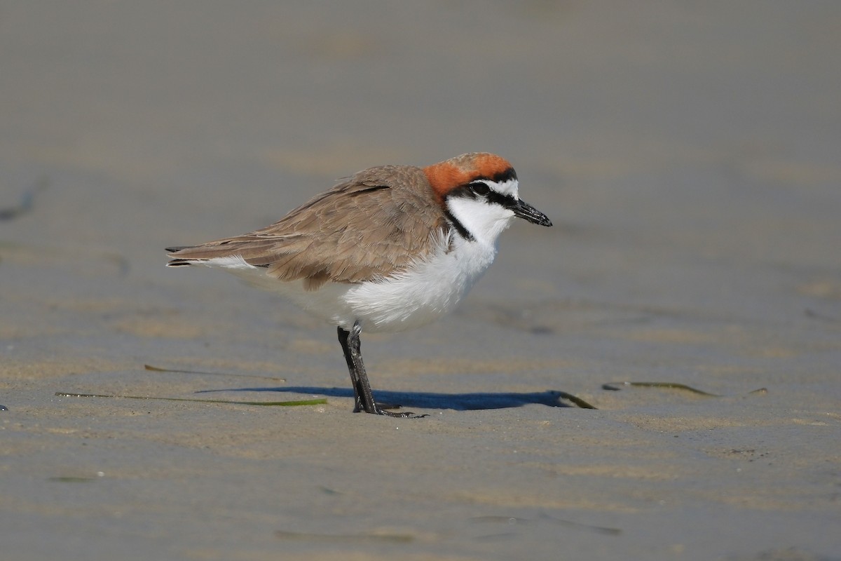 Red-capped Plover - ML619982315