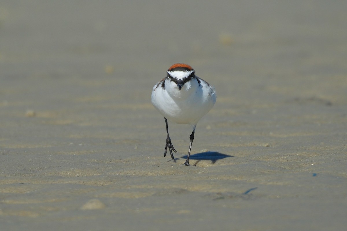 Red-capped Plover - ML619982322