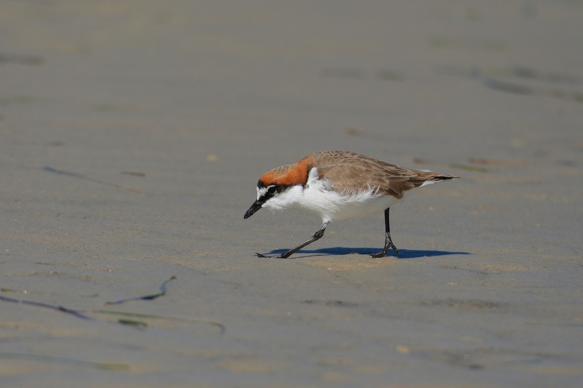 Red-capped Plover - ML619982336