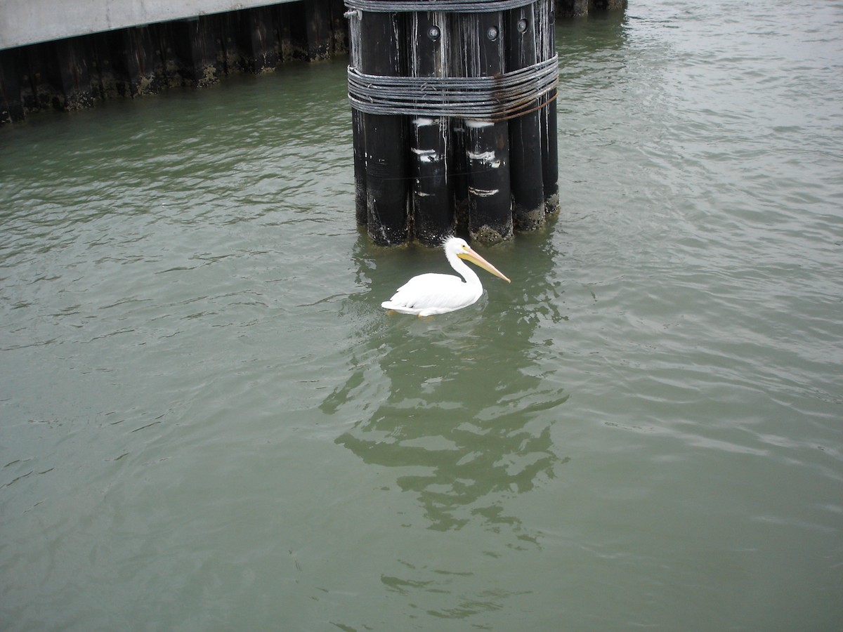 pelikán severoamerický - ML619982339