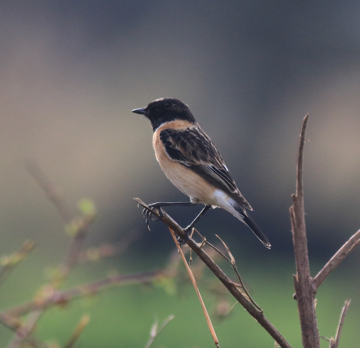 Siberian Stonechat - ML619982349