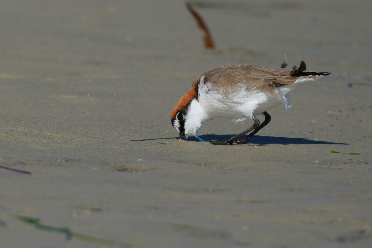 Red-capped Plover - ML619982357