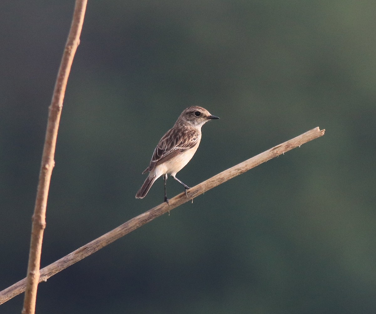 Siberian Stonechat - ML619982371