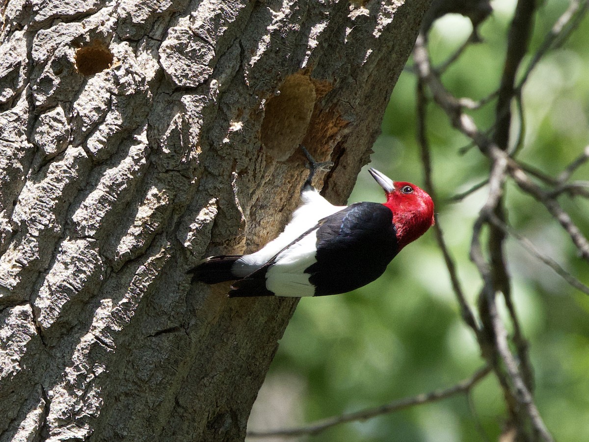 Red-headed Woodpecker - ML619982385