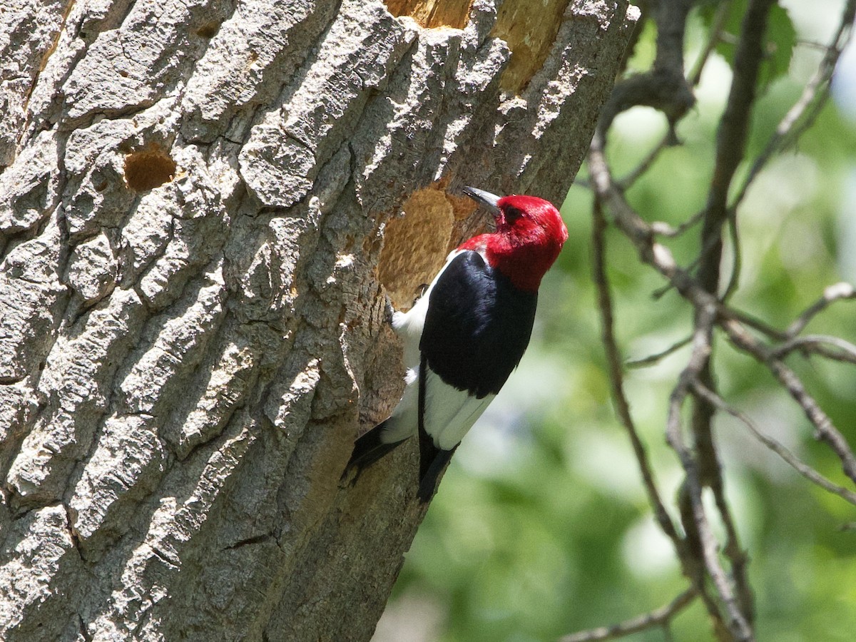 Red-headed Woodpecker - ML619982386