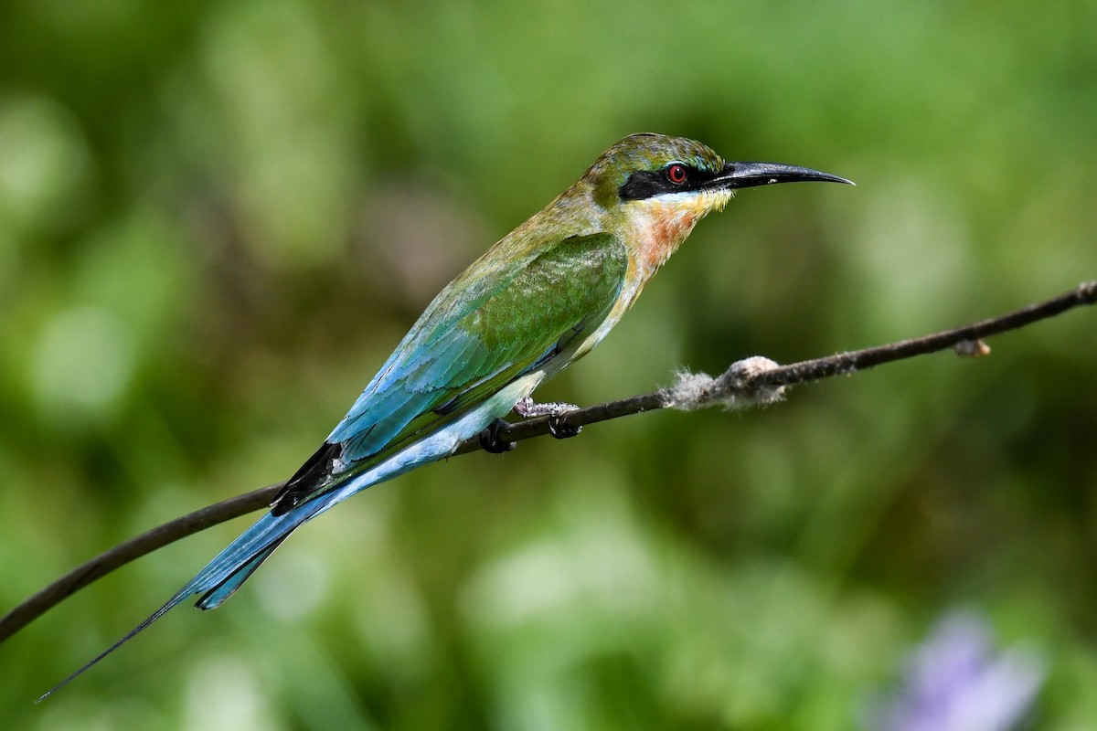 Blue-tailed Bee-eater - ML619982395