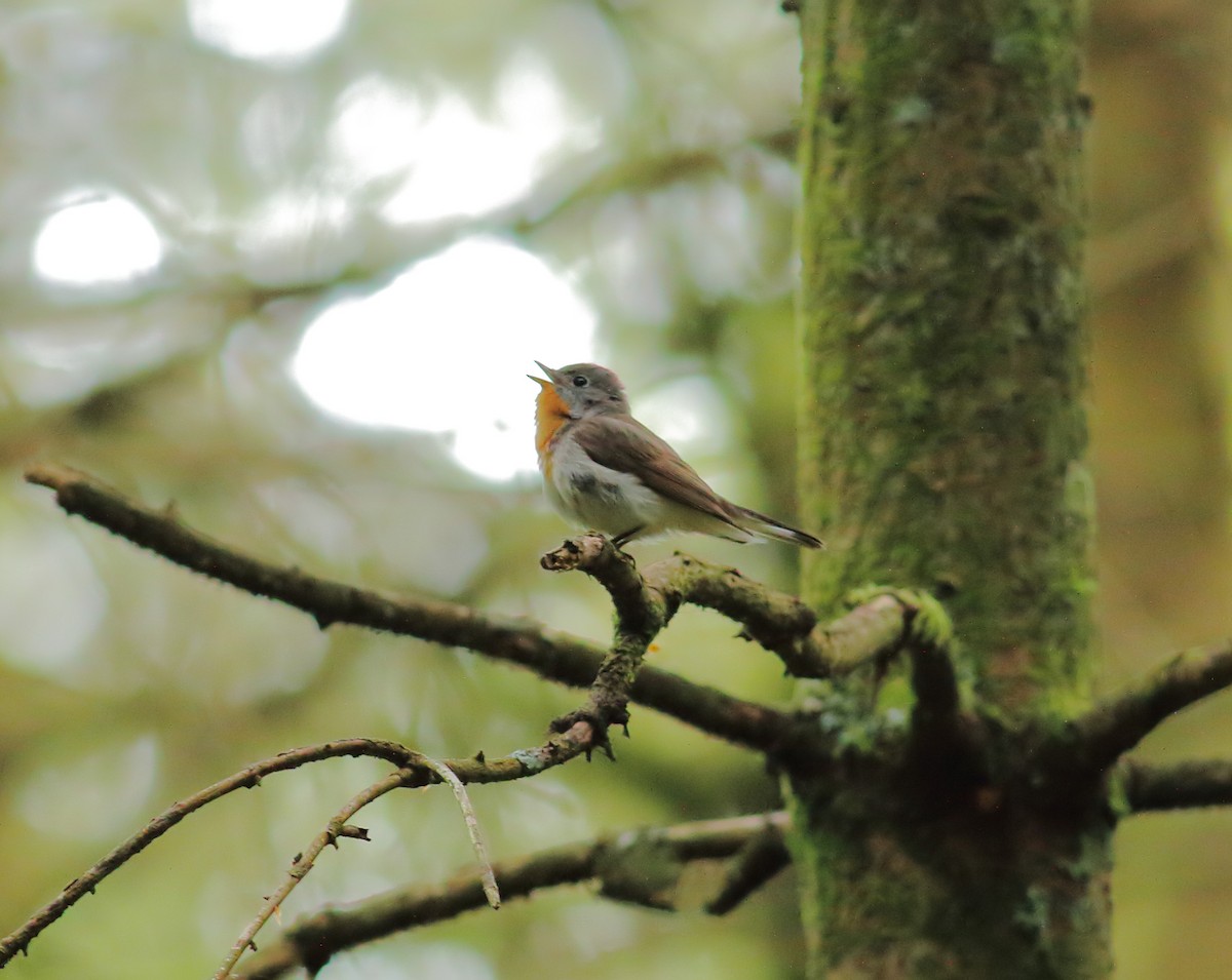 Red-breasted Flycatcher - ML619982398