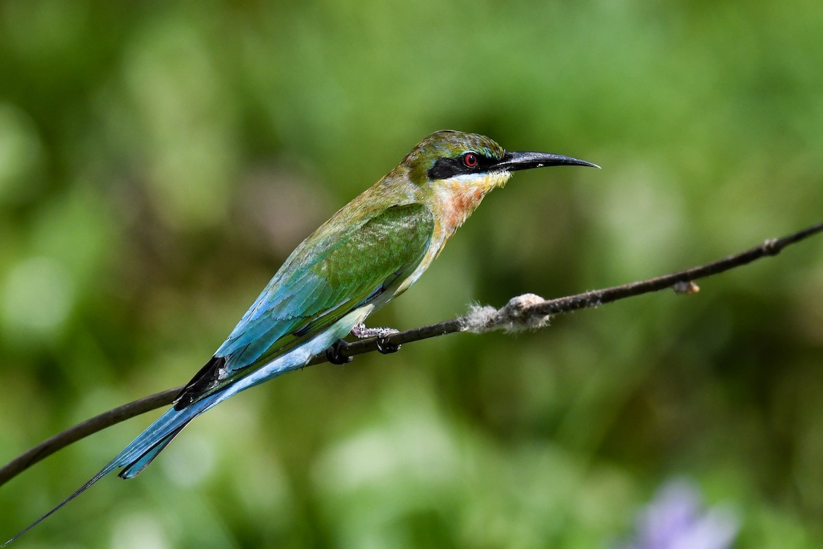Blue-tailed Bee-eater - ML619982400