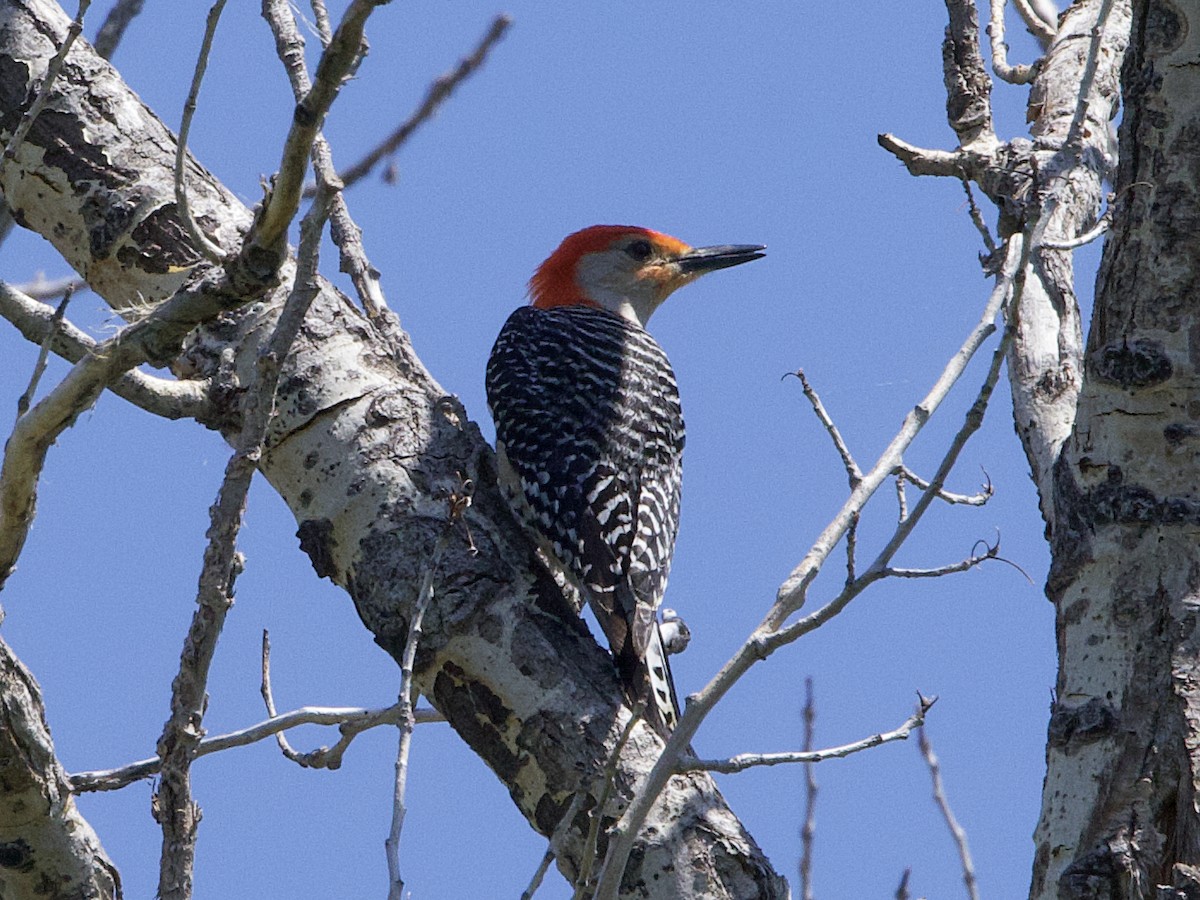 Red-bellied Woodpecker - ML619982406