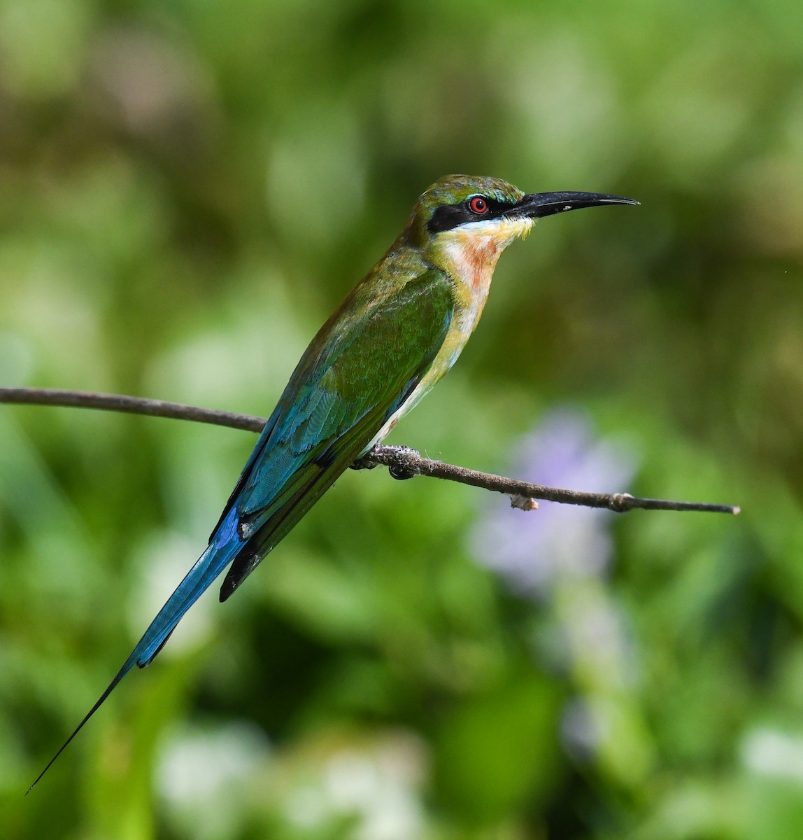 Blue-tailed Bee-eater - ML619982410