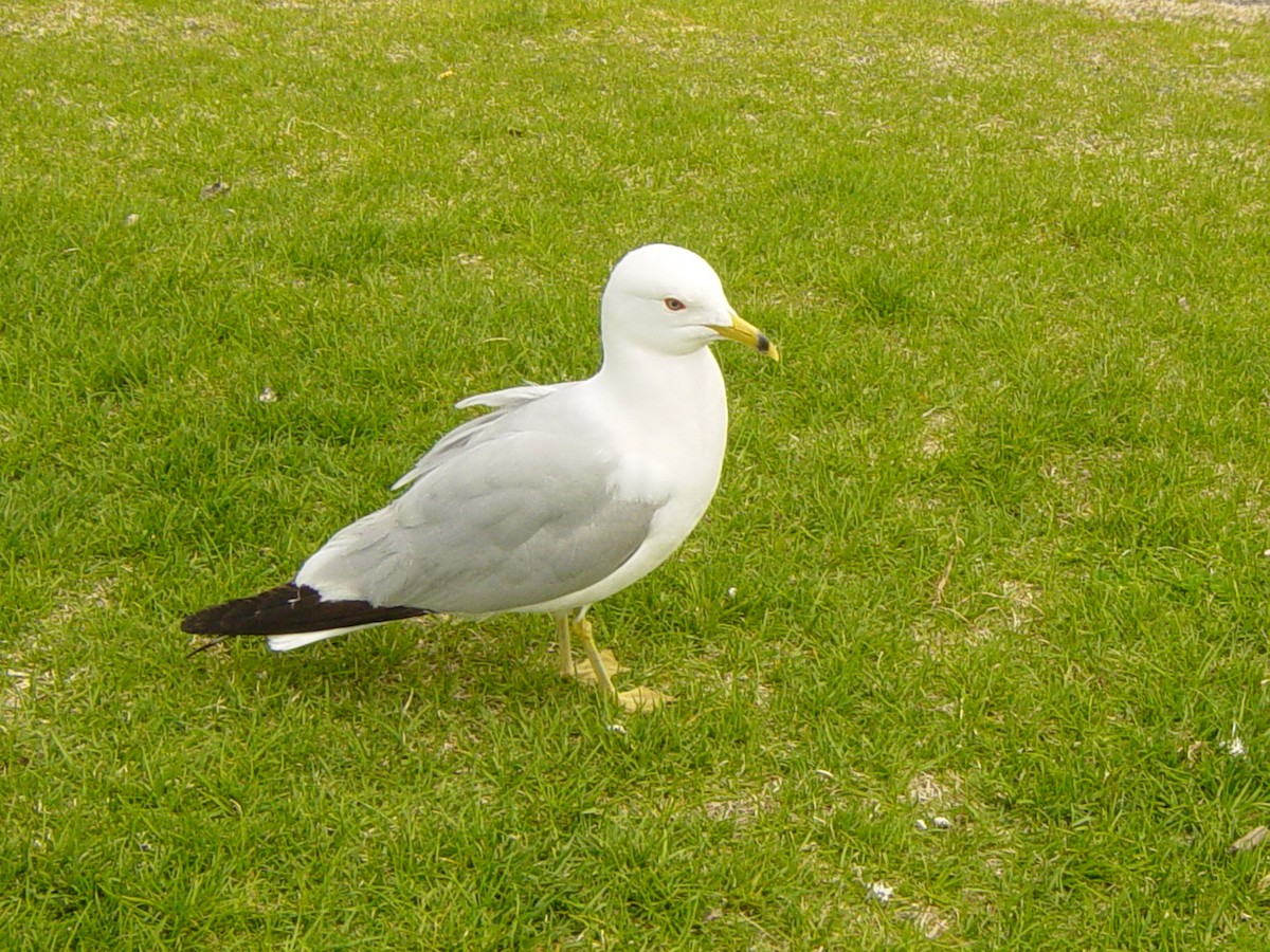 Ring-billed Gull - ML619982412