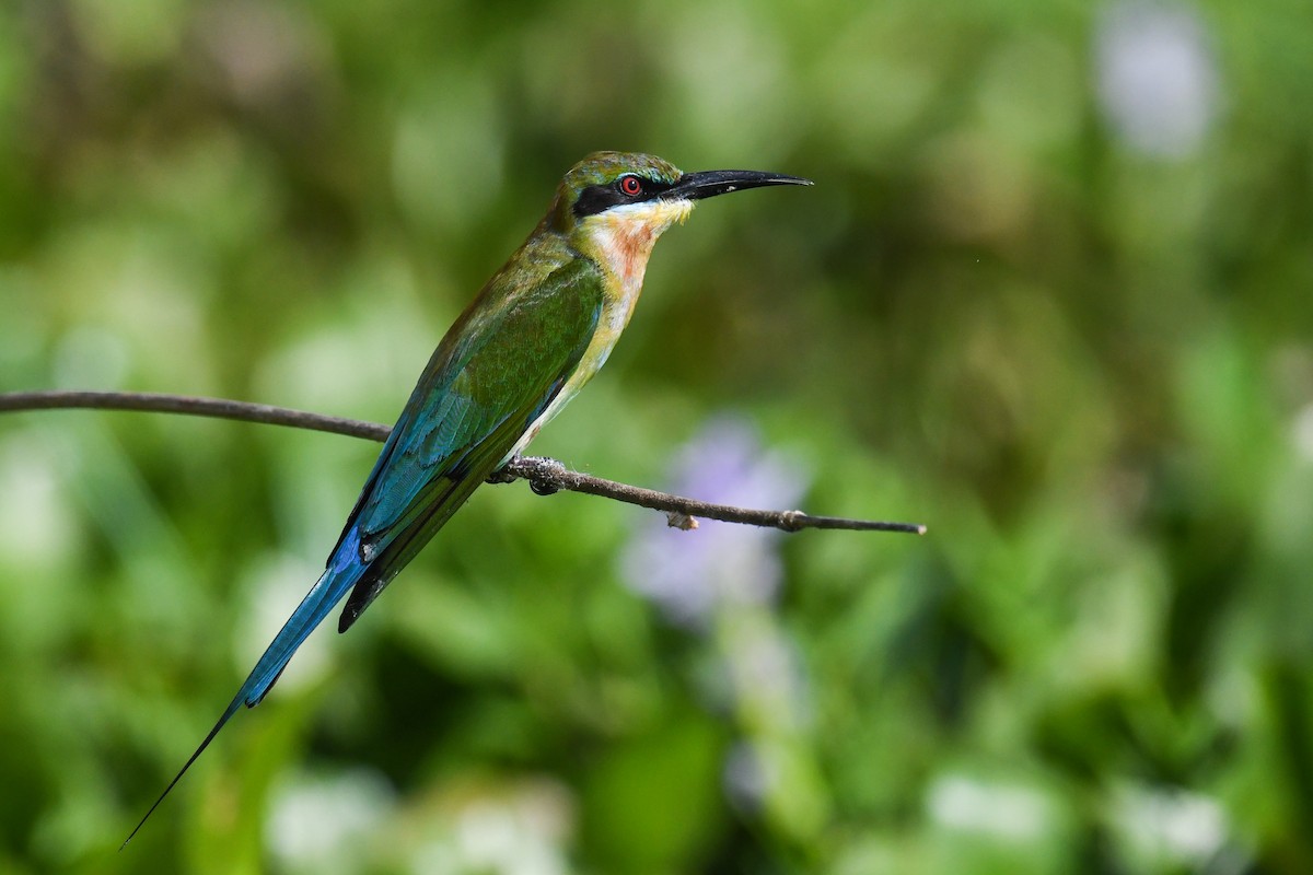 Blue-tailed Bee-eater - ML619982413