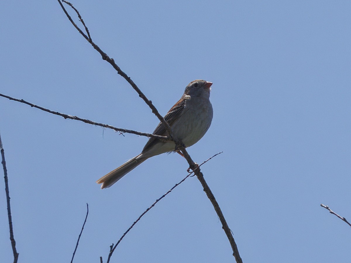 Field Sparrow - ML619982414