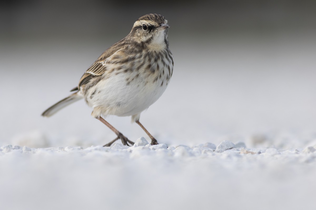 Pipit de Nouvelle-Zélande - ML619982417