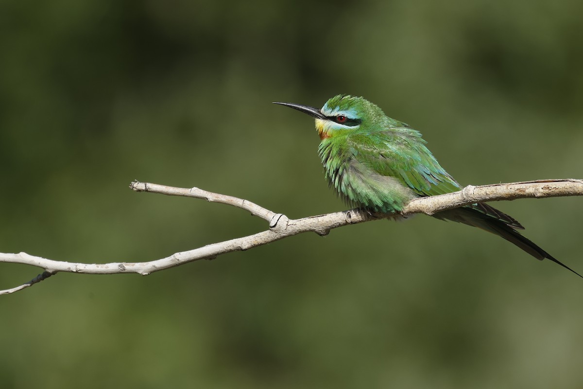 Blue-cheeked Bee-eater - ML619982418