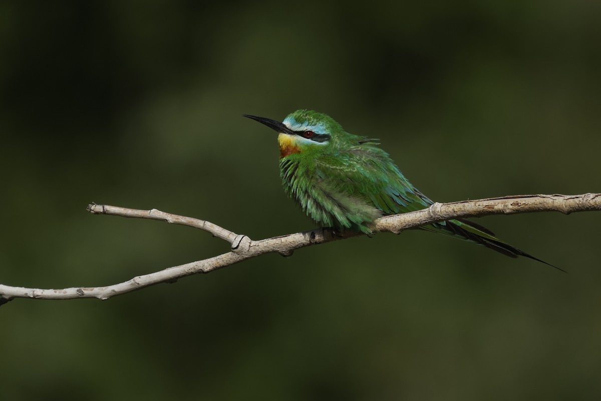 Blue-cheeked Bee-eater - ML619982419