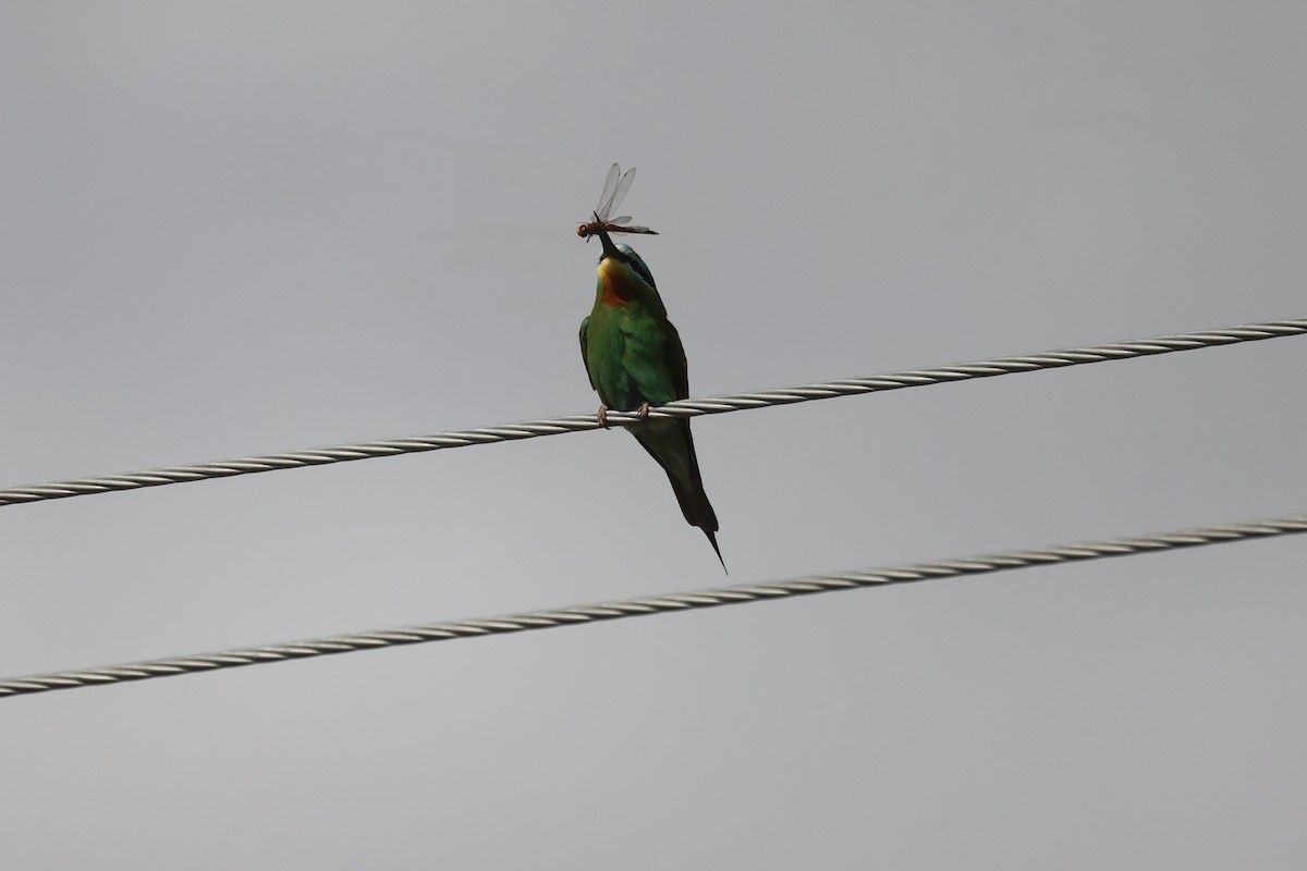 Blue-cheeked Bee-eater - ML619982420