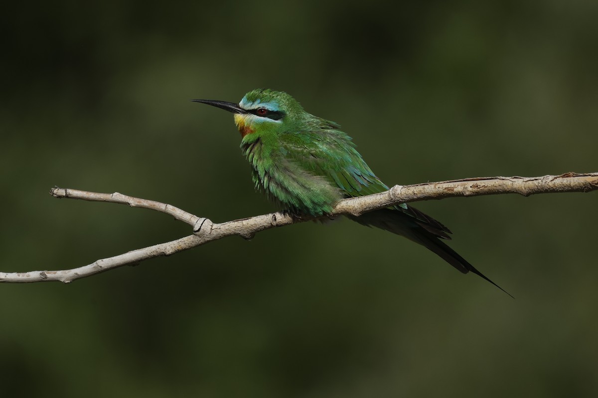 Blue-cheeked Bee-eater - ML619982421