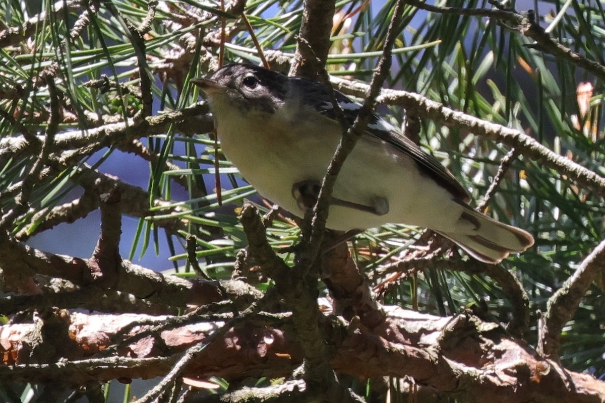 Bay-breasted Warbler - ML619982422
