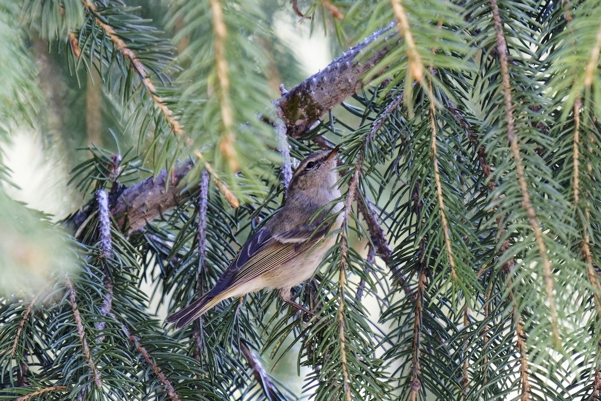 Hume's Warbler - ML619982425