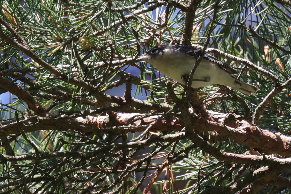 Bay-breasted Warbler - ML619982426
