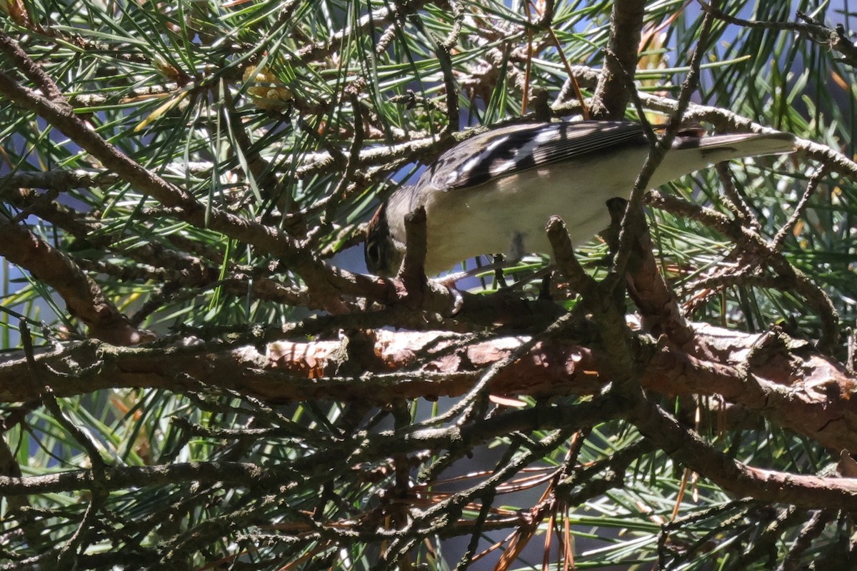 Bay-breasted Warbler - ML619982434