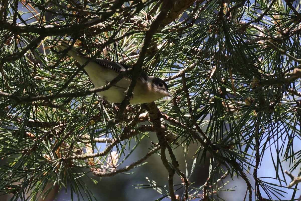 Bay-breasted Warbler - ML619982437