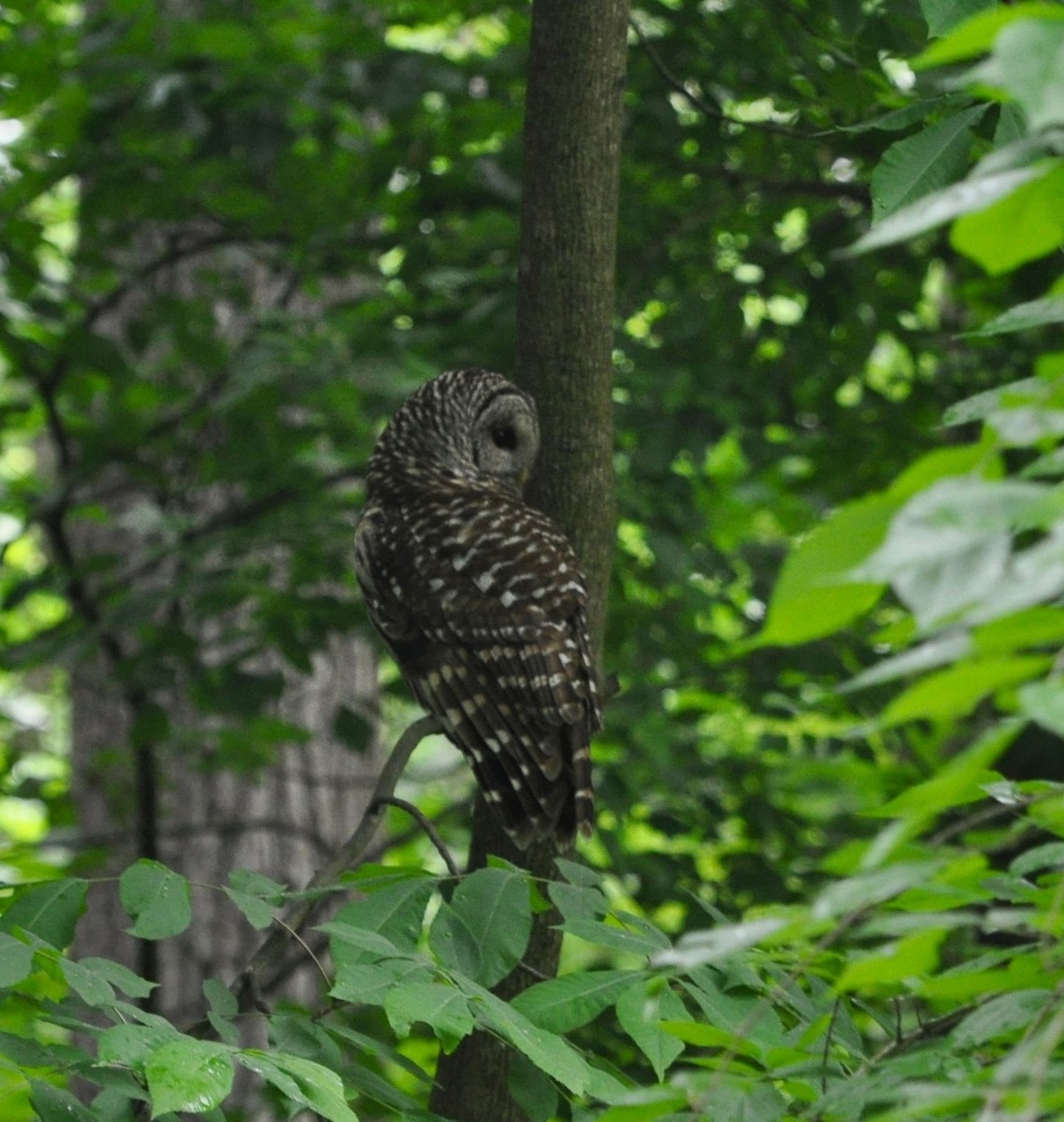 Barred Owl - kye jenkins